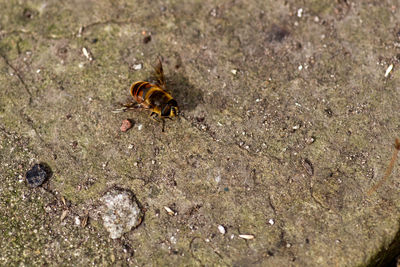 High angle view of bee