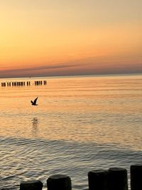Seagull flying over sea against sky during sunset