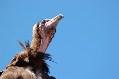 Low angle view of bird against clear sky