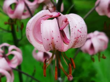 Close-up of pink flowering plant