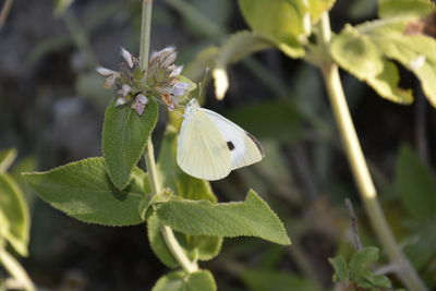 Close-up of butterfly on leaf