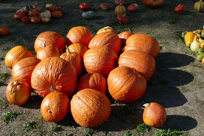 High angle view of pumpkins on field