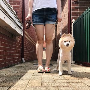 Low section of woman standing with dog