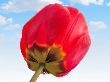 Close-up of red flower against sky