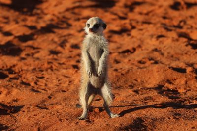 Meerkat looking away