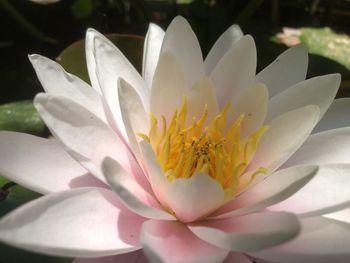 Close-up of white flower blooming outdoors