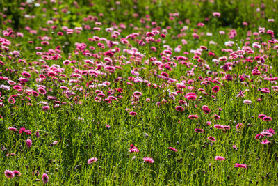 Pink flowering plants on field