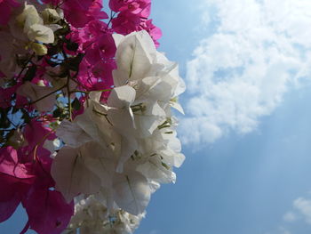 Low angle view of cherry blossoms against sky