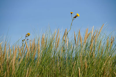 Yellow bird flying over field against clear sky