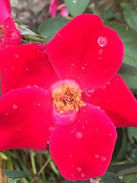 Close-up of wet pink flower