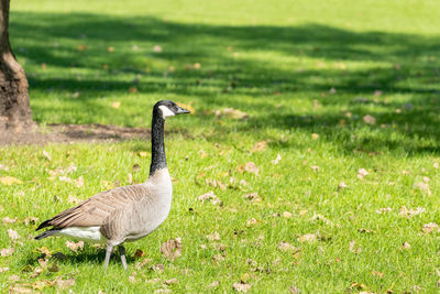 Bird in a field