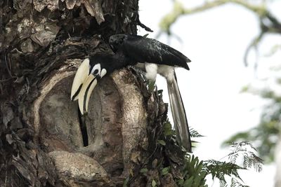 Bird perching on a tree