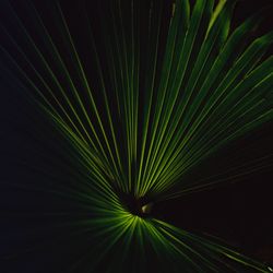 Full frame shot of palm leaves