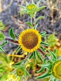 Close-up of sunflower on field