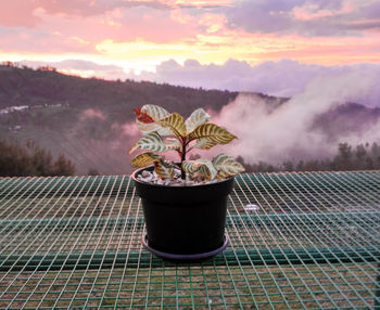 Close-up of potted plant