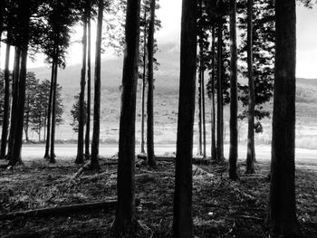 Trees in forest against sky