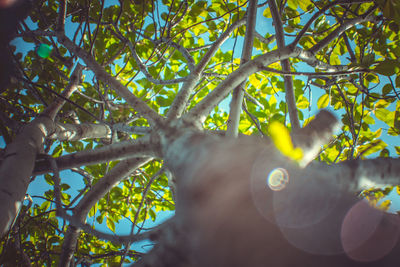 Low angle view of tree against sky