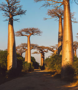 Low angle view of trees against sky