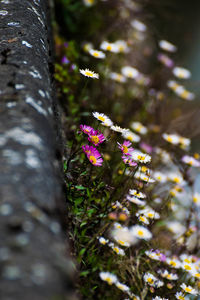 Close-up of butterfly on flower tree