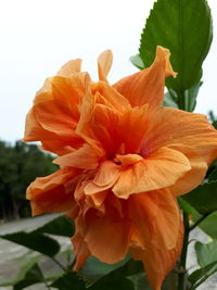 Close-up of orange hibiscus blooming outdoors