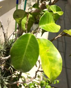 Close-up of fresh green plant