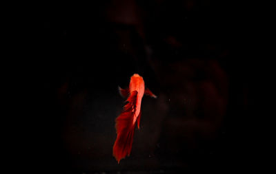 Close-up of fish swimming in sea