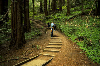 Rear view of people walking on footpath in forest