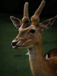 Close-up of deer on field