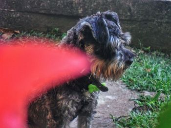 Close-up of dog sitting outdoors