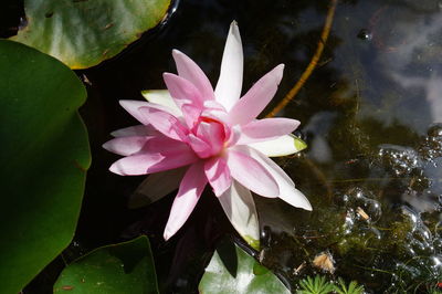 Close-up of pink lotus water lily