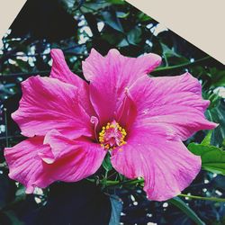 Close-up of pink flower