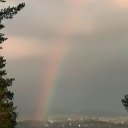 Low angle view of rainbow over trees against sky