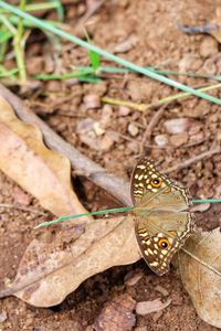 Close-up of butterfly on leaf