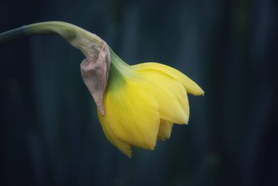 Close-up of yellow daffodil flower