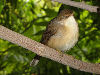 Close-up of bird perching on tree