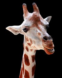 Close-up of giraffe against black background