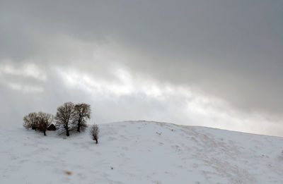 Trees on snow covered field against sky