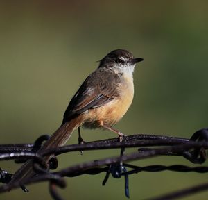 Close-up of bird perching on twig