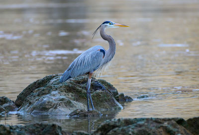 Gray heron in lake