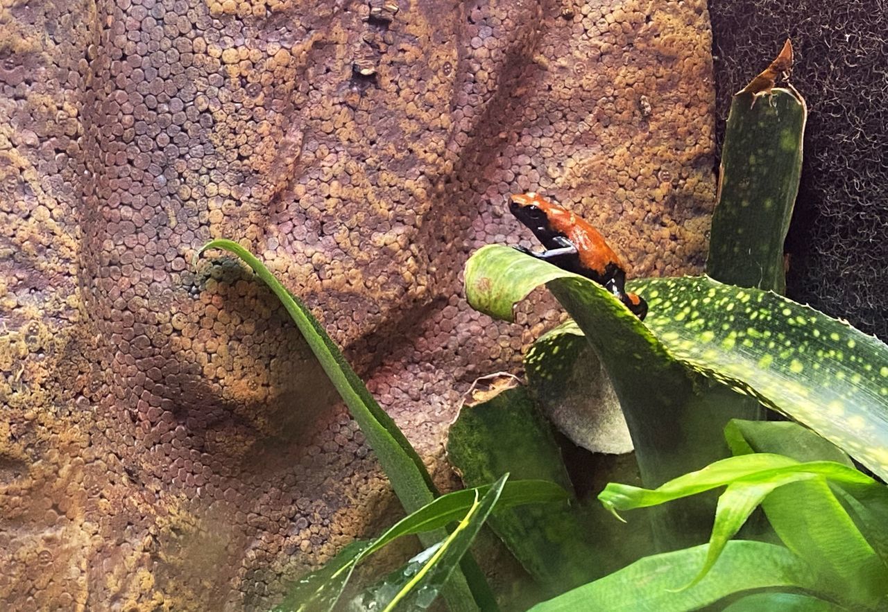 CLOSE-UP OF A LIZARD