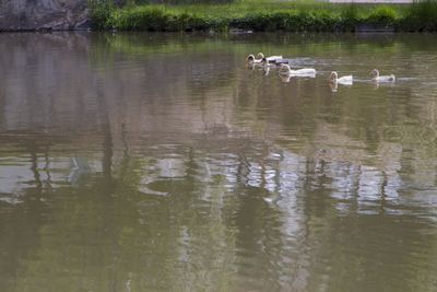Ducks swimming in lake