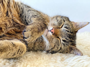 Close-up of a cat sleeping