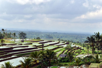 Rice terrace at bali, indonesia