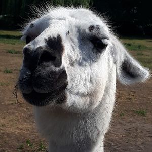 Close-up of a lama