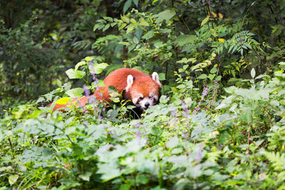 Close-up of red panda