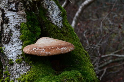 Close-up of mushroom growing on tree trunk