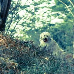 Portrait of dog on field