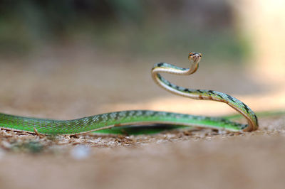 Close-up of snake on field