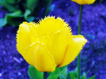 Close-up of yellow flowers