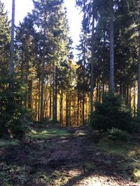 Trees in forest